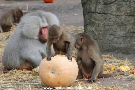 Hagenbeck Halloween 30102013 033