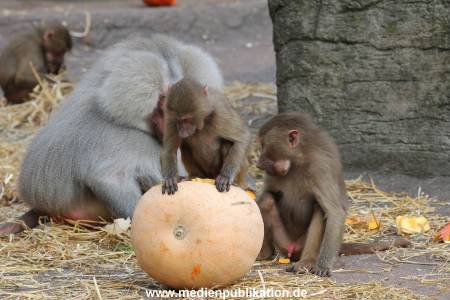 Hagenbeck Halloween 30102013 034