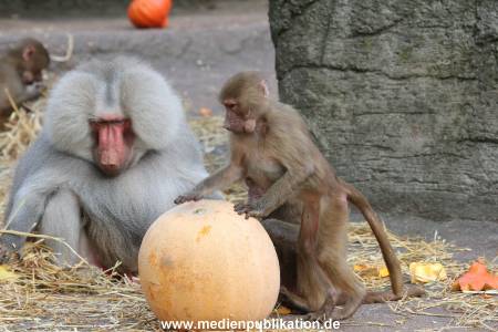 Hagenbeck Halloween 30102013 035