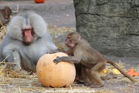 Hagenbeck Halloween 30102013 036