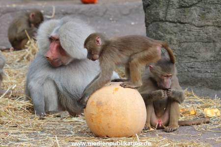 Hagenbeck Halloween 30102013 037