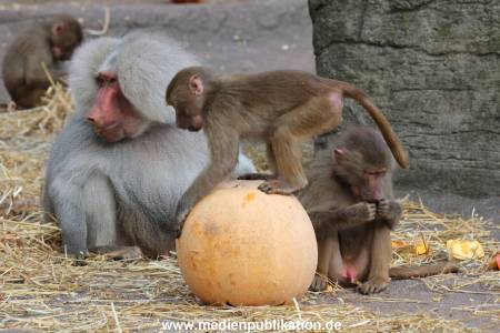 Hagenbeck Halloween 30102013 038