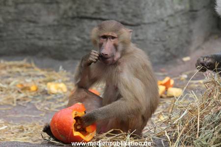 Hagenbeck Halloween 30102013 039