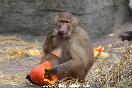 Hagenbeck Halloween 30102013 040