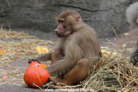 Hagenbeck Halloween 30102013 041