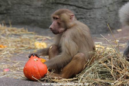 Hagenbeck Halloween 30102013 042
