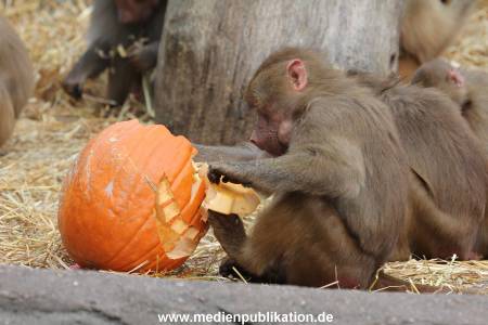 Hagenbeck Halloween 30102013 043