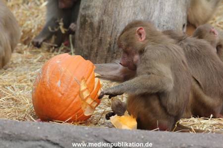 Hagenbeck Halloween 30102013 044