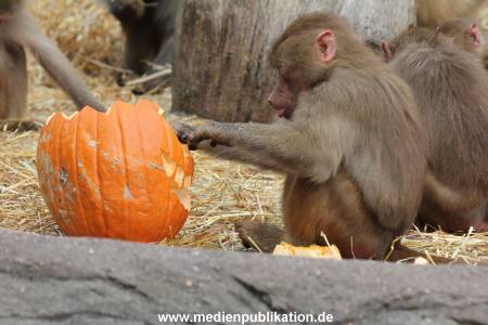 Hagenbeck Halloween 30102013 045