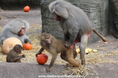 Hagenbeck Halloween 30102013 046