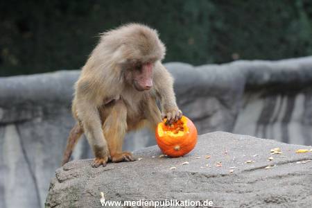 Hagenbeck Halloween 30102013 047