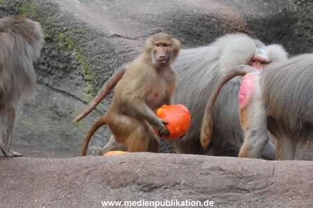 Hagenbeck Halloween 30102013 048