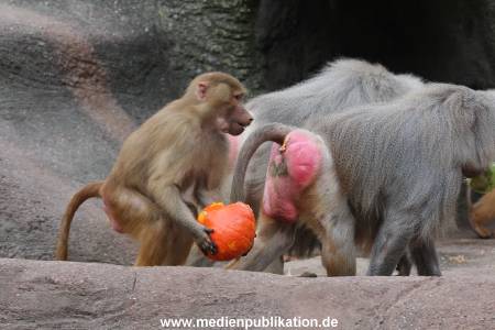 Hagenbeck Halloween 30102013 049