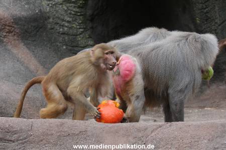Hagenbeck Halloween 30102013 050