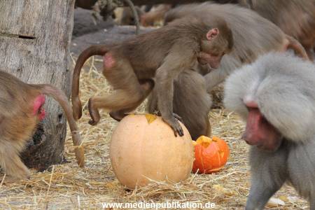 Hagenbeck Halloween 30102013 052