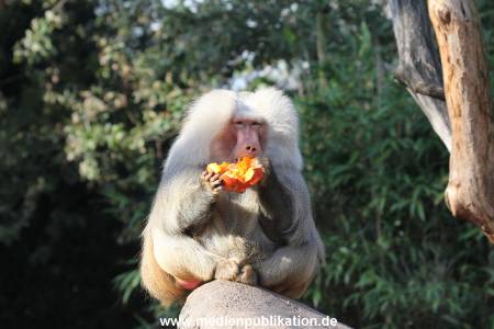 Hagenbeck Halloween 30102013 055