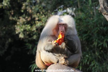 Hagenbeck Halloween 30102013 056