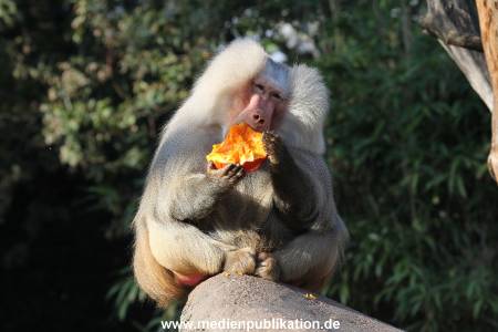Hagenbeck Halloween 30102013 058
