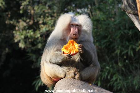Hagenbeck Halloween 30102013 060