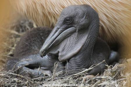 Hagenbeck 24032015 025