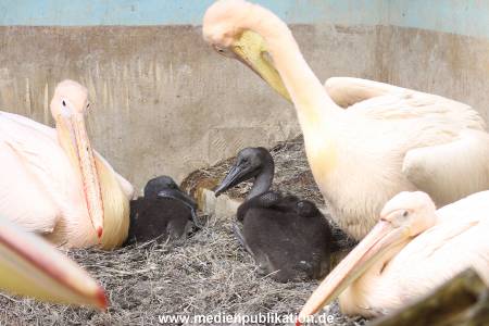 Hagenbeck 24032015 027