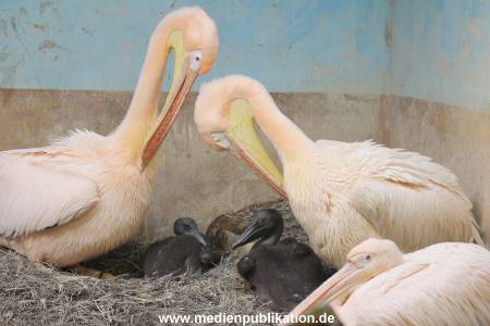Hagenbeck 24032015 029