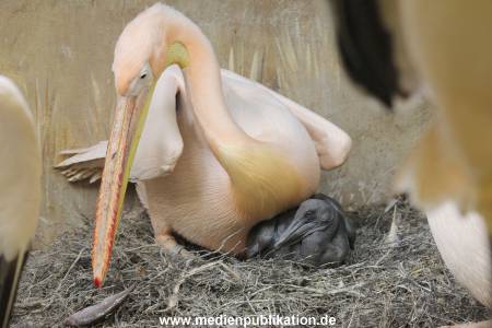 Hagenbeck 24032015 030