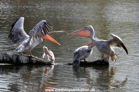 Hagenbeck Fruehling 12042012 073