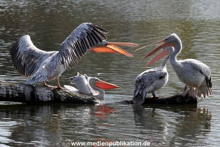 Hagenbeck Fruehling 12042012 074