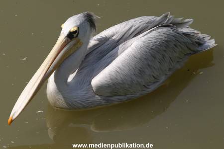 hagenbeck 0804 08