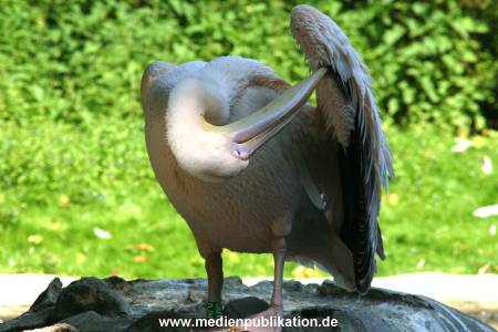 hagenbeck 05 03 097