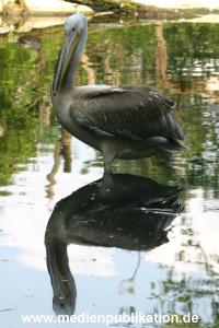 hagenbeck 05 03 098