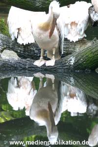 hagenbeck 05 03 099