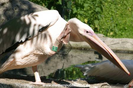 hagenbeck 05 03 100