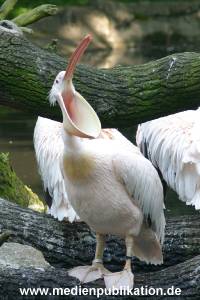 hagenbeck 05 03 101