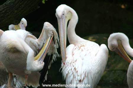 hagenbeck 05 03 102