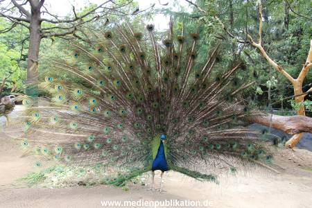 Hagenbeck 29052011 005