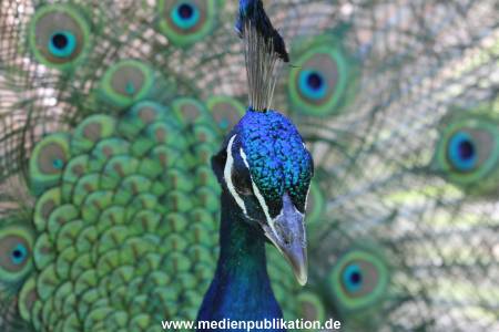 Hagenbeck 06062013 056