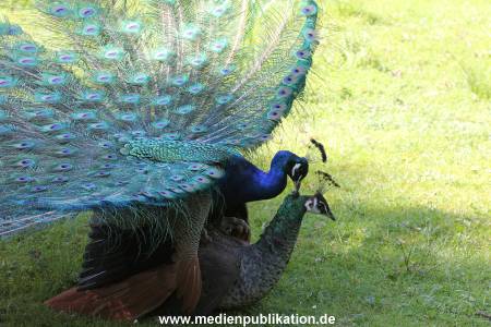 Hagenbeck 06062013 057