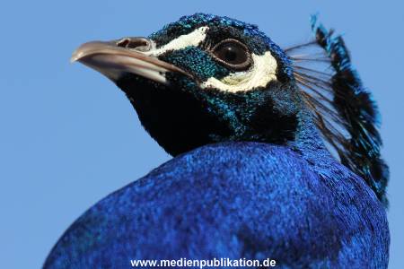 Hagenbeck 06062013 058