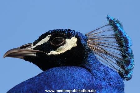 Hagenbeck 06062013 059
