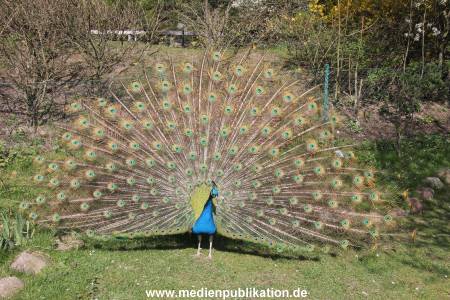 Hagenbeck 09052013 005