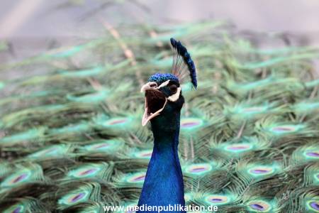 Hagenbeck 20042011 003