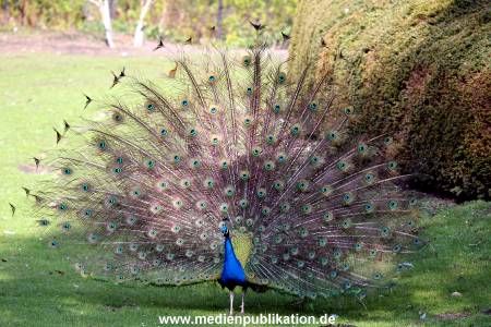 Hagenbeck 20042011 010
