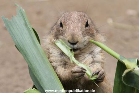 Hagenbeck 21072011 068