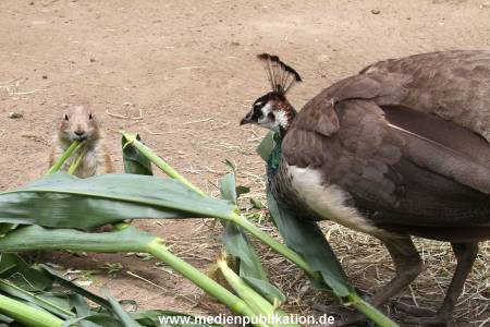 Hagenbeck 21072011 075