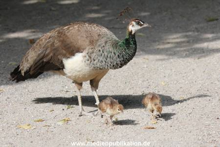 Hagenbeck 23072014 003