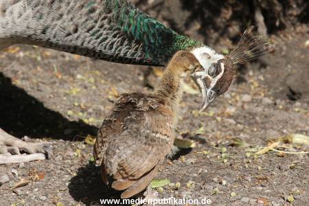 Hagenbeck 23072014 005