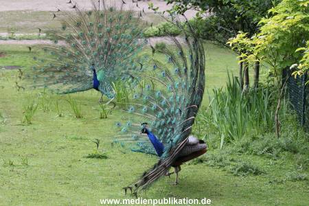 Hagenbeck 31052014 018