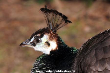 Hagenbeck Fruehling 12042012 020